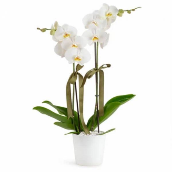 Beyaz Orkide (Çift Dallı) Resim 2