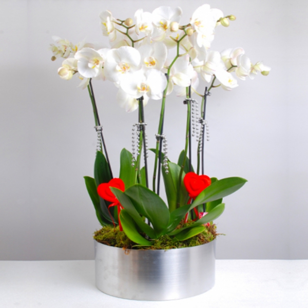 6 Dal Beyaz Orkide Resim 1