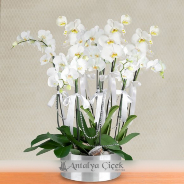 8 Dallı Beyaz Orkide Resim 1