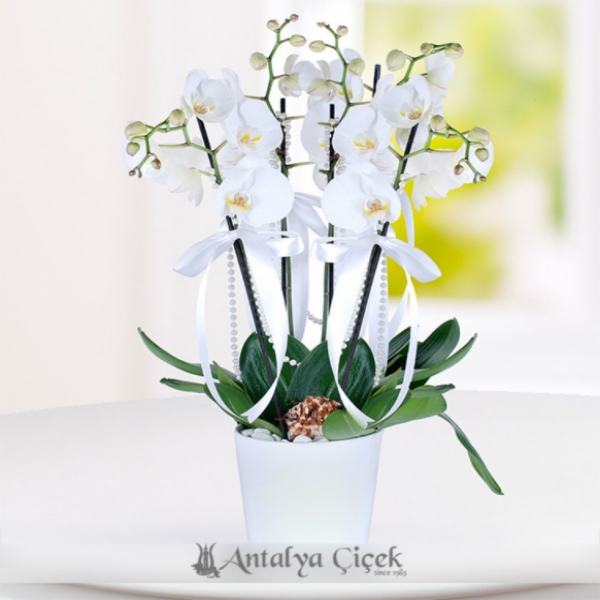 Antalya Çiçek Siparişi Seramik Vazoda 4 Dallı Beyaz Orkide