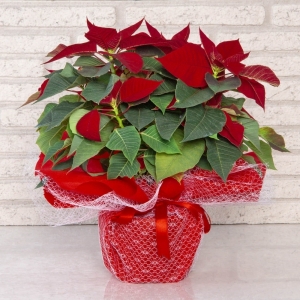  Antalya Çiçek Gönder - Atatürk Ççiçeği - Poinsettia
