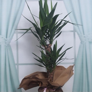  Antalya Çiçek Siparişi - 2 li Yucca Salon Bitkisi(Avize çiçeği)