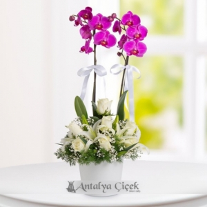  Antalya Çiçekçiler - Çift Dallı Mor Orkide Beyaz Güller ve Kazablankalar