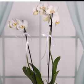  Antalya Çiçekci  Seramik Vazoda Beyaz Orkide