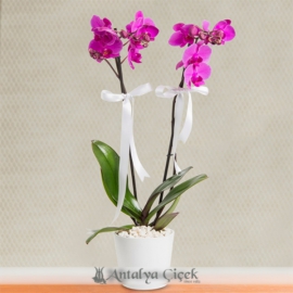  Antalya Çiçek Gönder Çift Dallı Mor Orkide