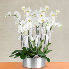  Antalya Çiçekçiler 8 Dal Beyaz Orkide Aranjmanı